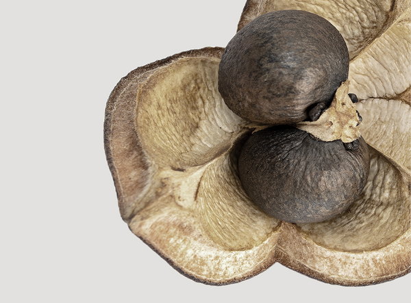 Camellia Seed Extract